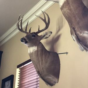 Meet your Posher, Annie